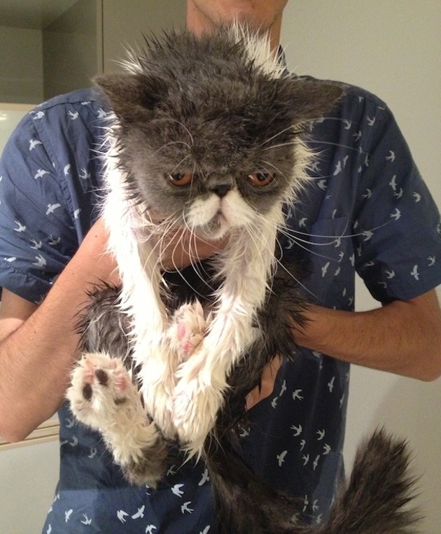 Unhappy Cat After A Bath