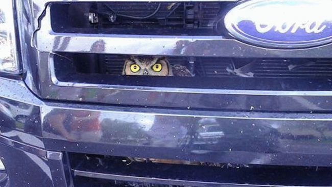 Owl Stuck in Truck Grill - Keeping an Eye on Mileage